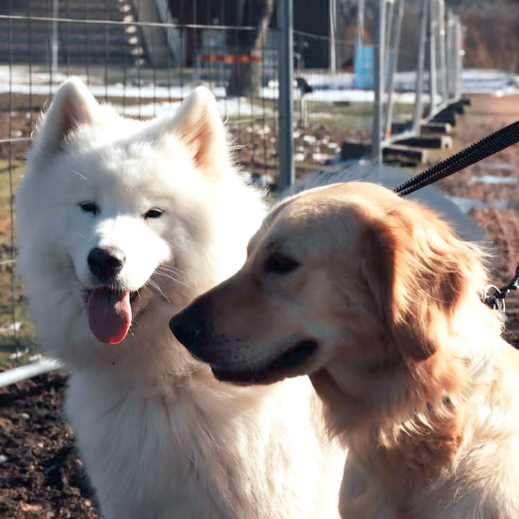 The original photo: white husky and a happy golden retriever